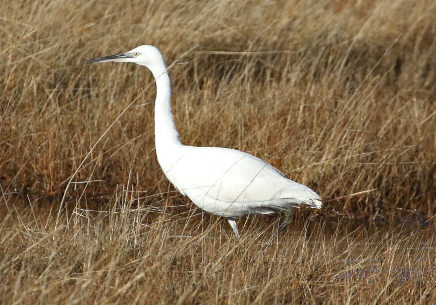 Little Egret - ML189426061