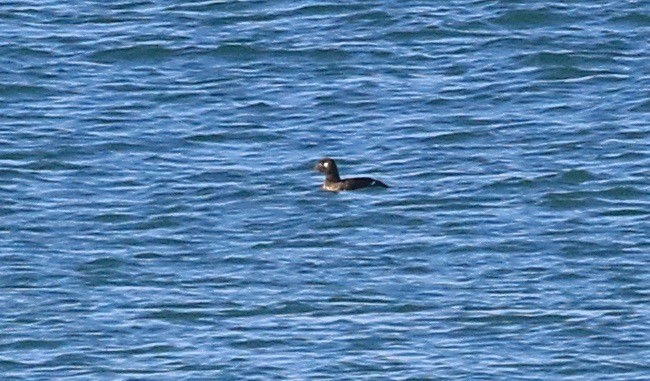 White-winged Scoter - ML189426451