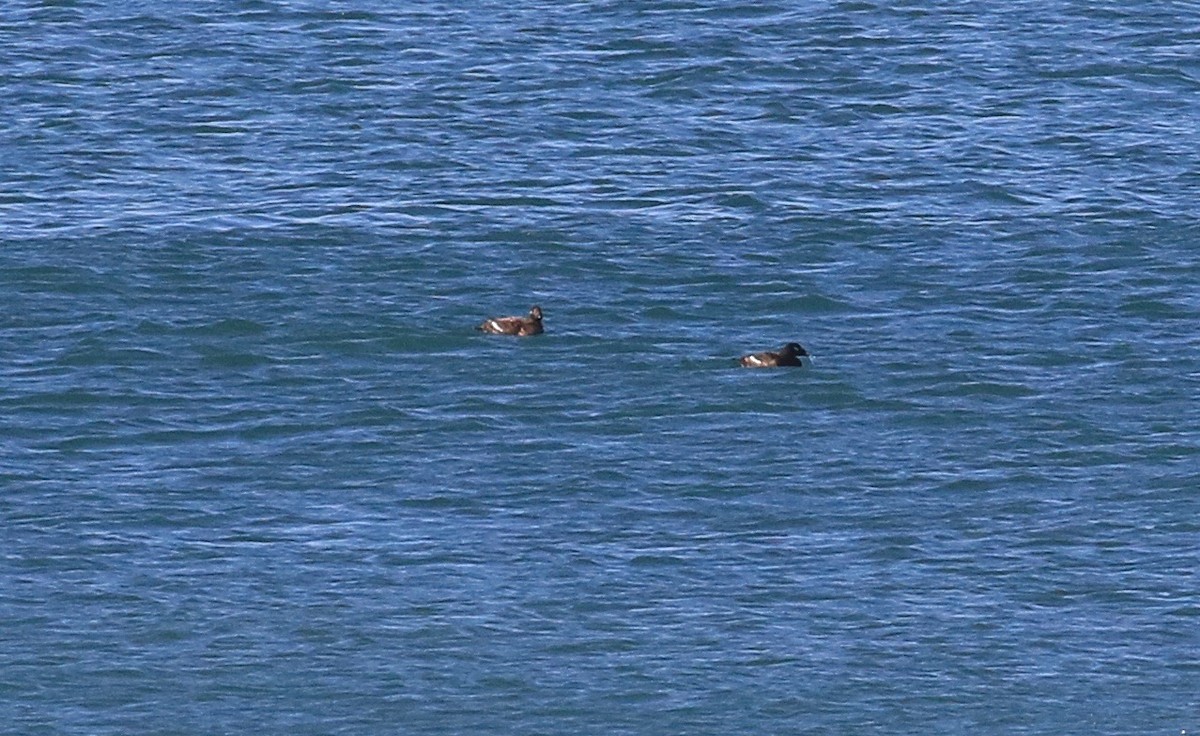 White-winged Scoter - Roger Zachary