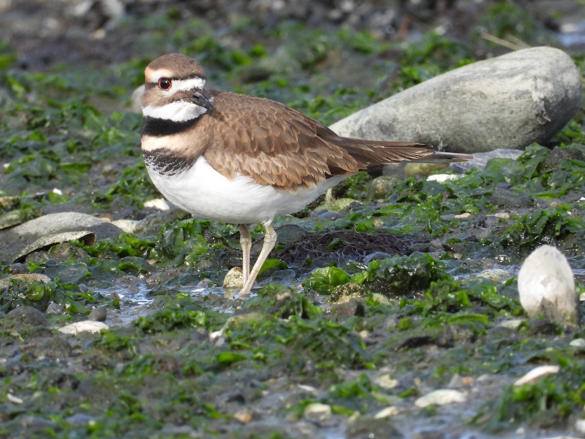 Killdeer - ML189427231
