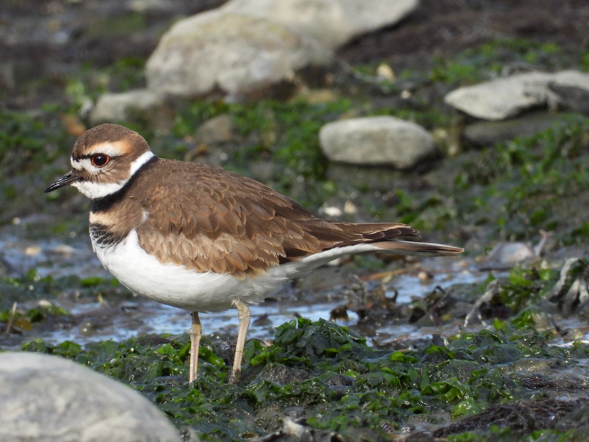 Killdeer - ML189427481