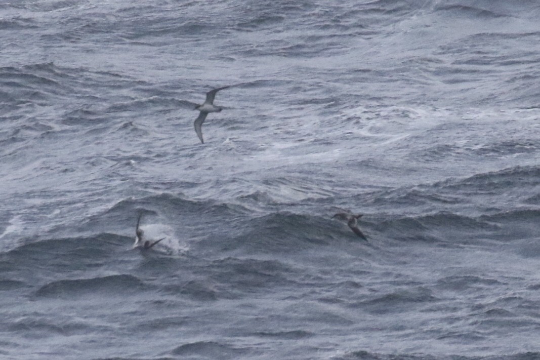 Buller's Shearwater - ML189429541