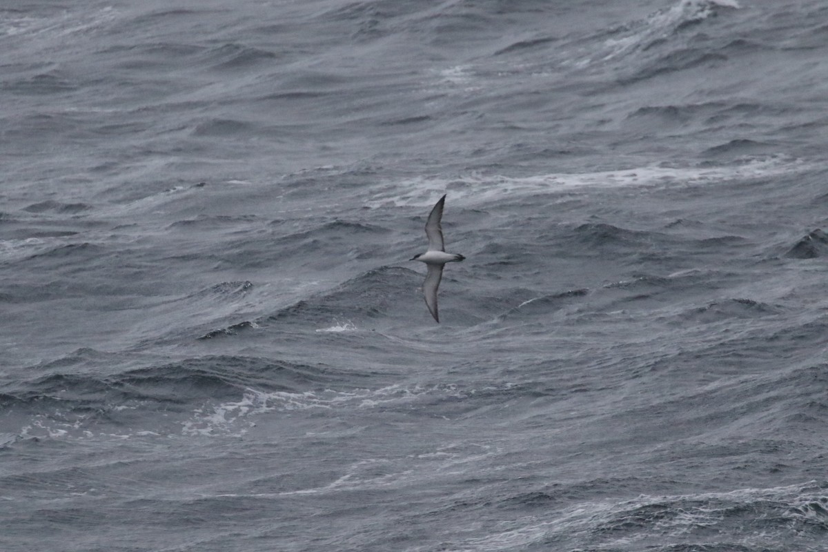 Buller's Shearwater - ML189429591