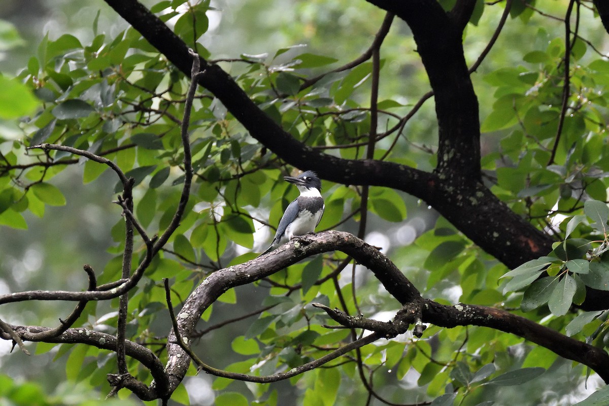 Belted Kingfisher - terence zahner