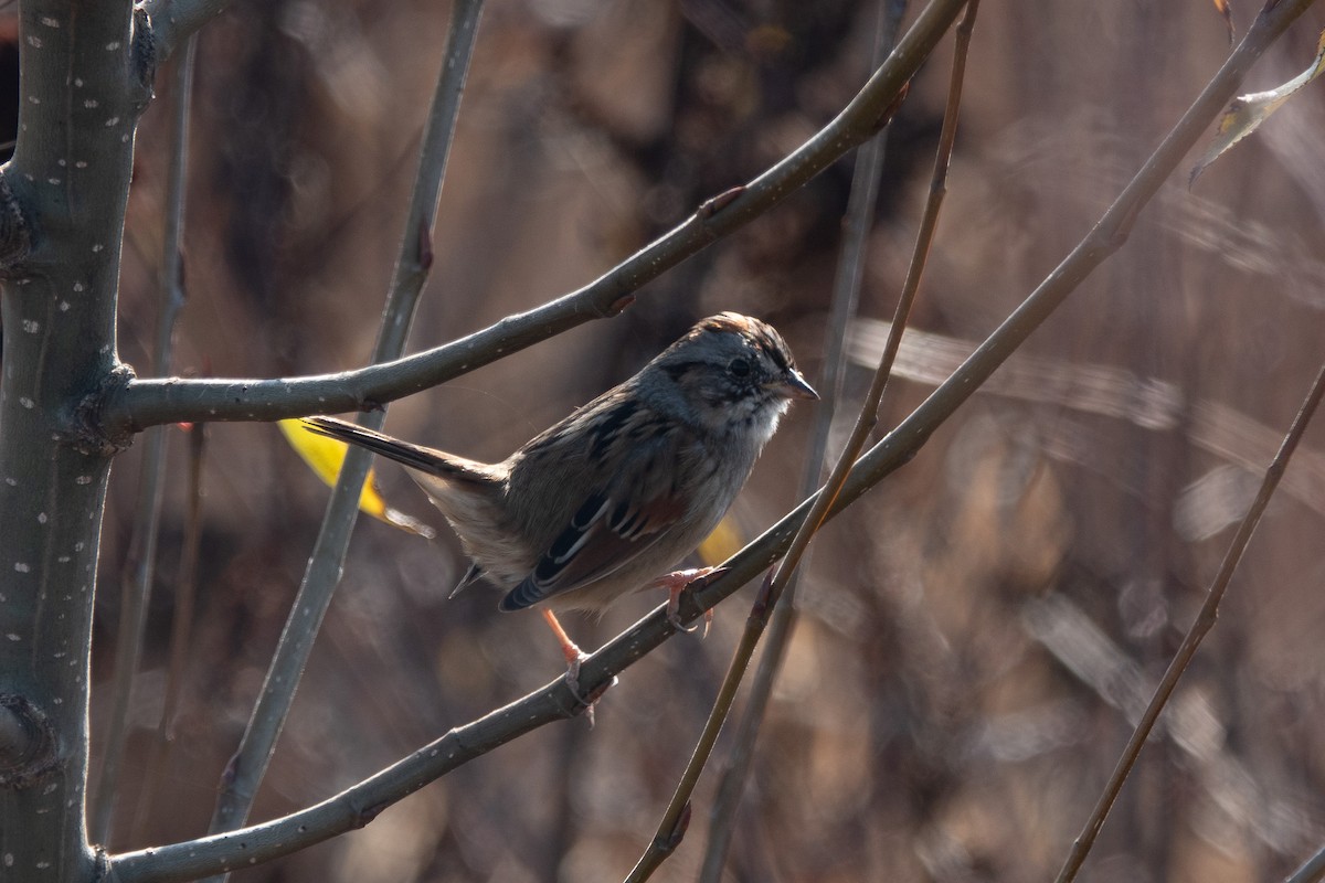 Swamp Sparrow - ML189431171