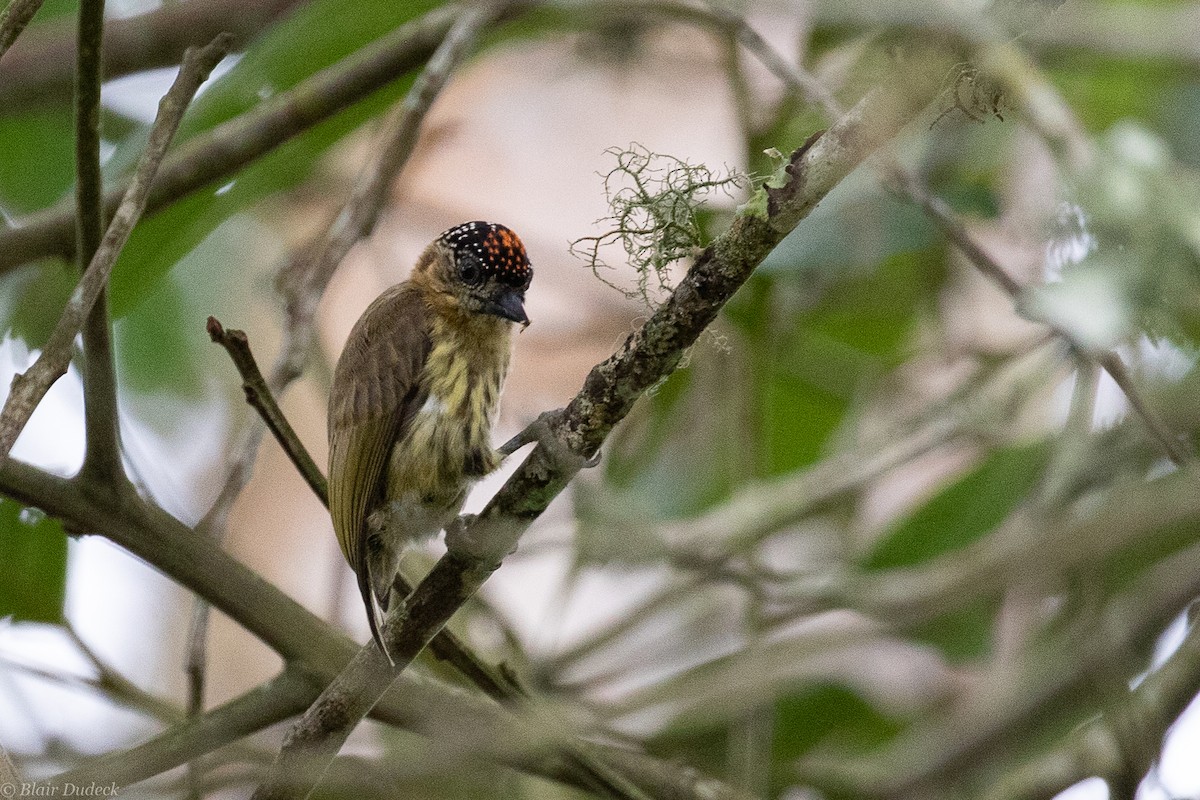 Olivaceous Piculet - Blair Dudeck