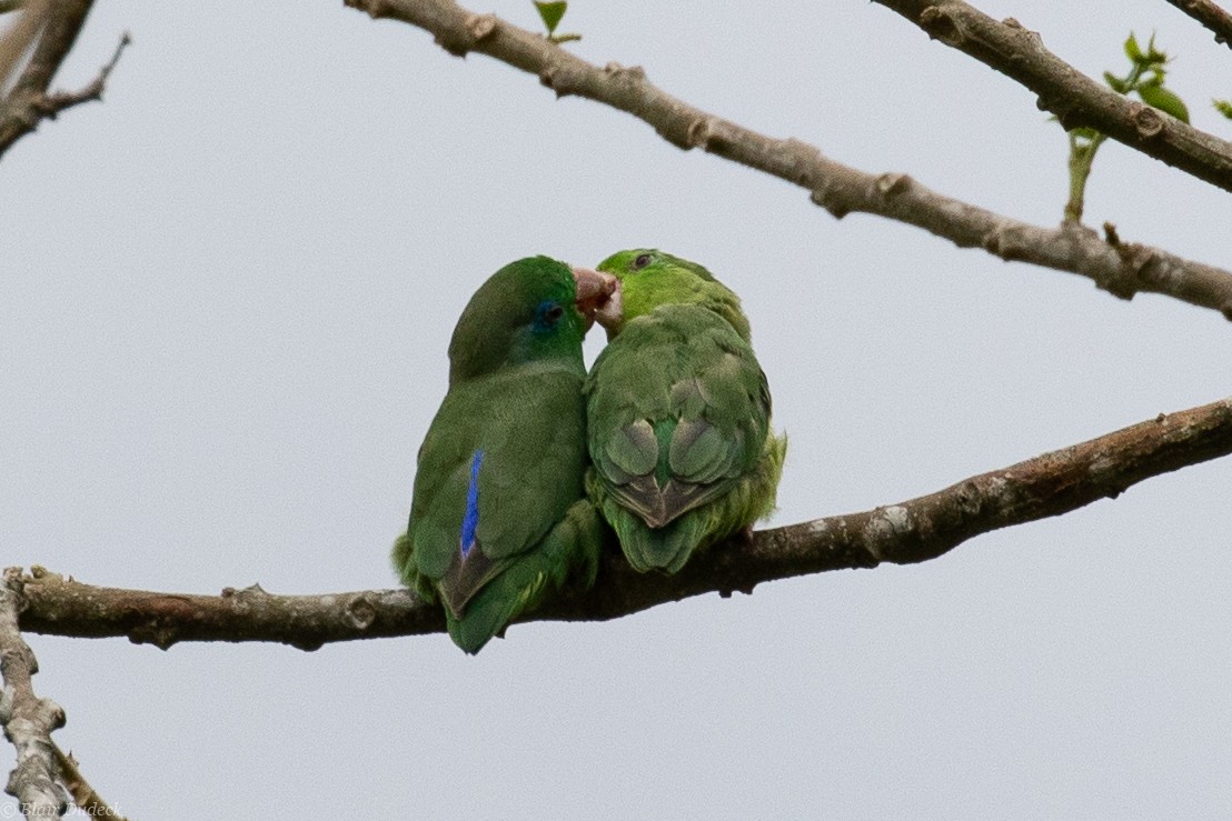 Spectacled Parrotlet - Blair Dudeck