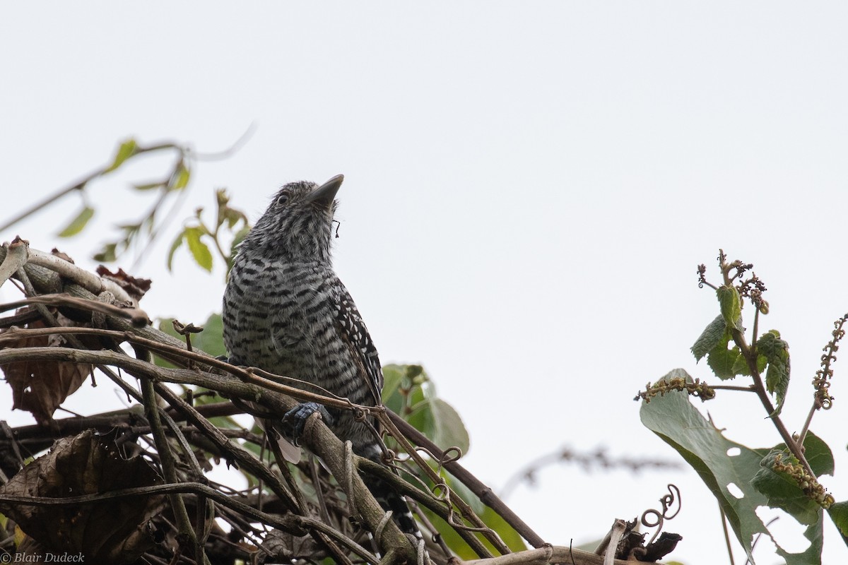 Bar-crested Antshrike - ML189432851