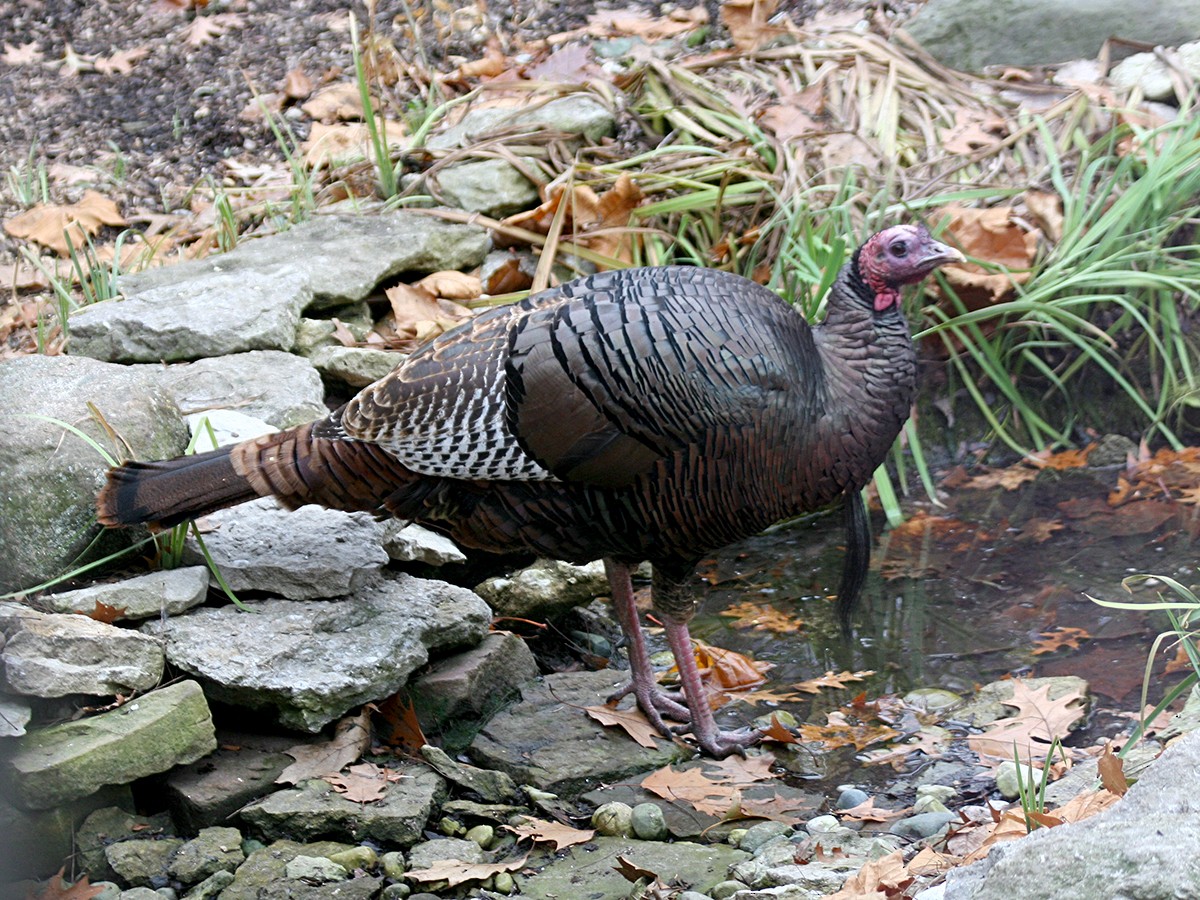 Wild Turkey - Sherry Plessner