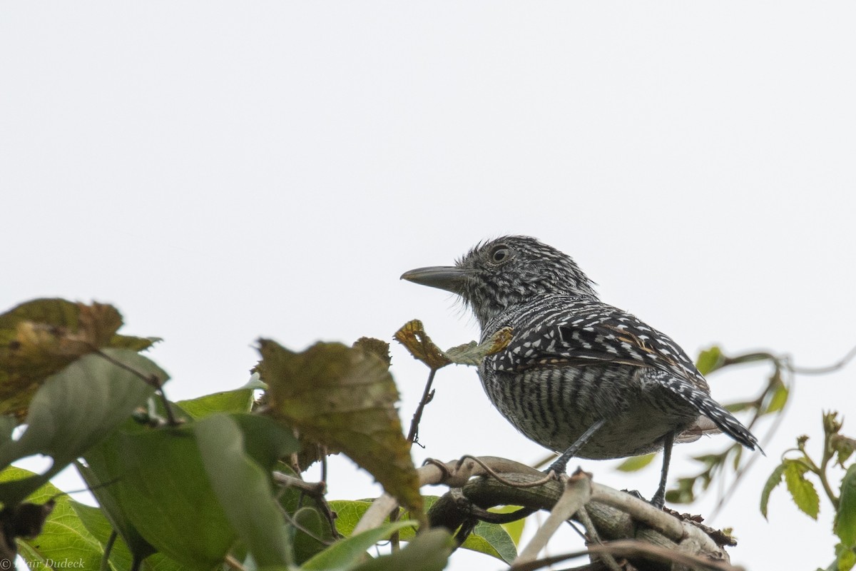 Bar-crested Antshrike - Blair Dudeck