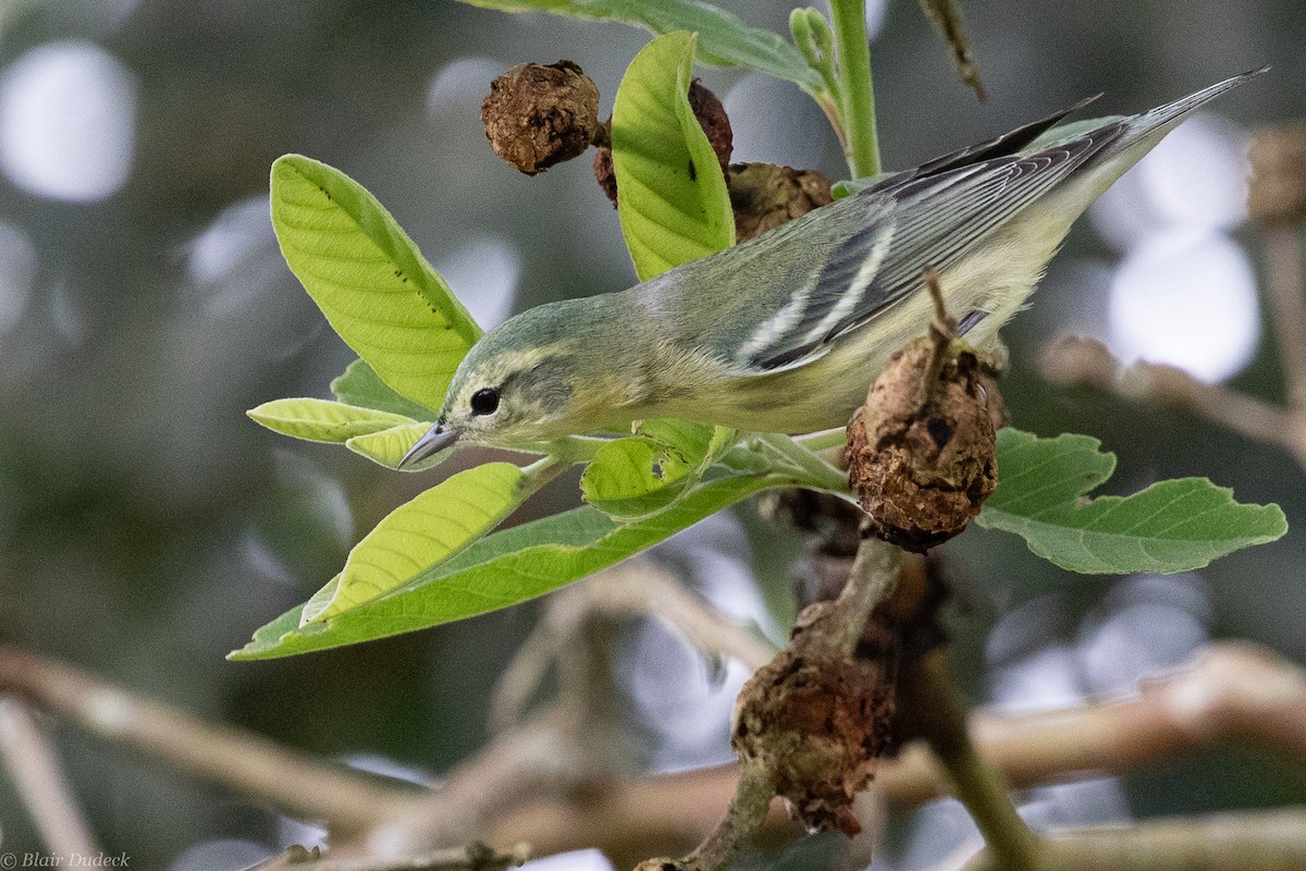 Cerulean Warbler - Blair Dudeck