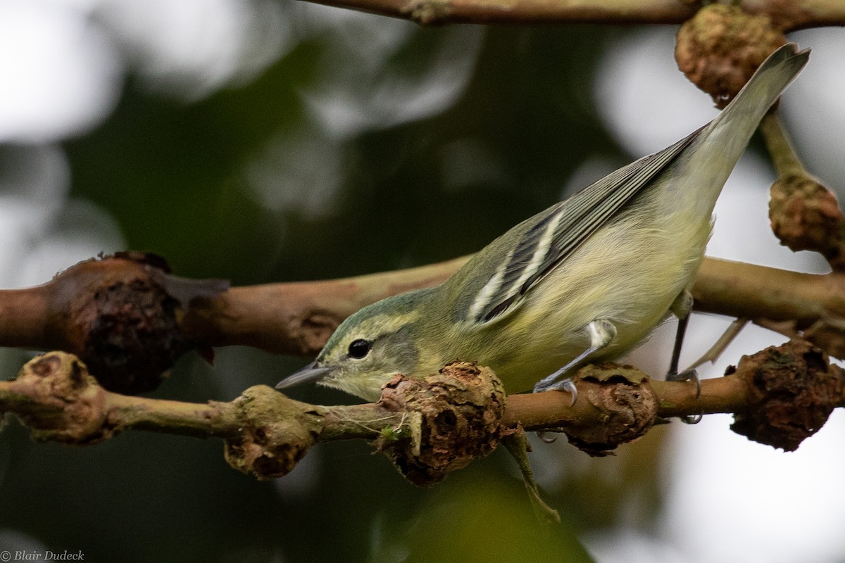 Cerulean Warbler - Blair Dudeck