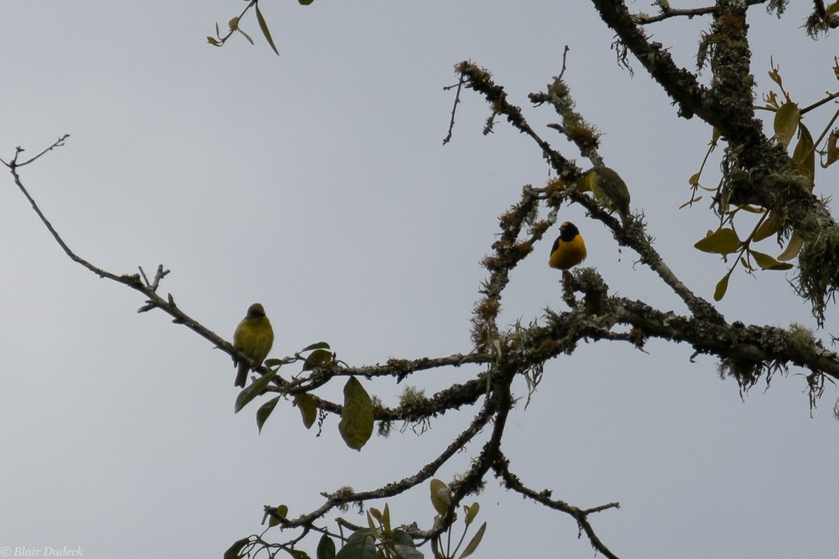 Velvet-fronted Euphonia - Blair Dudeck