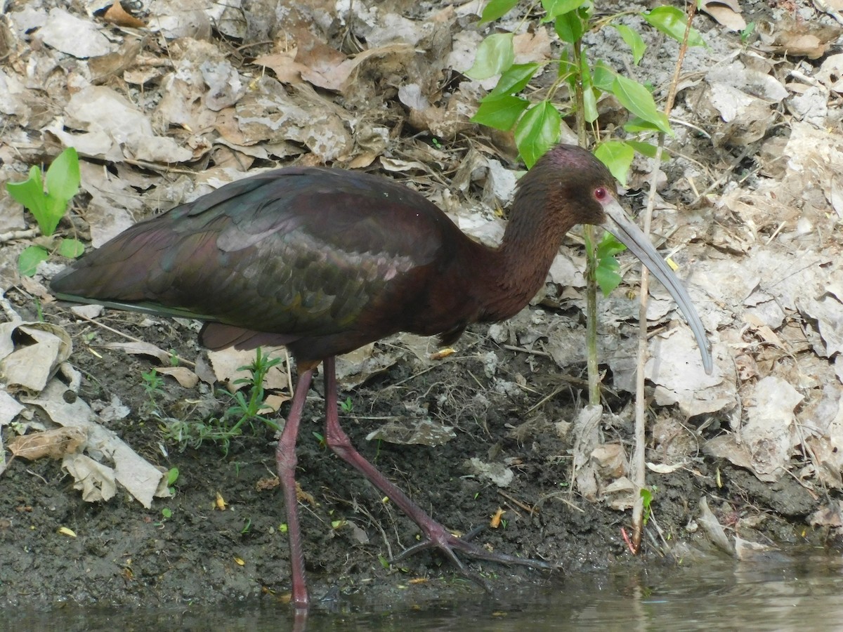ibis americký - ML189435511