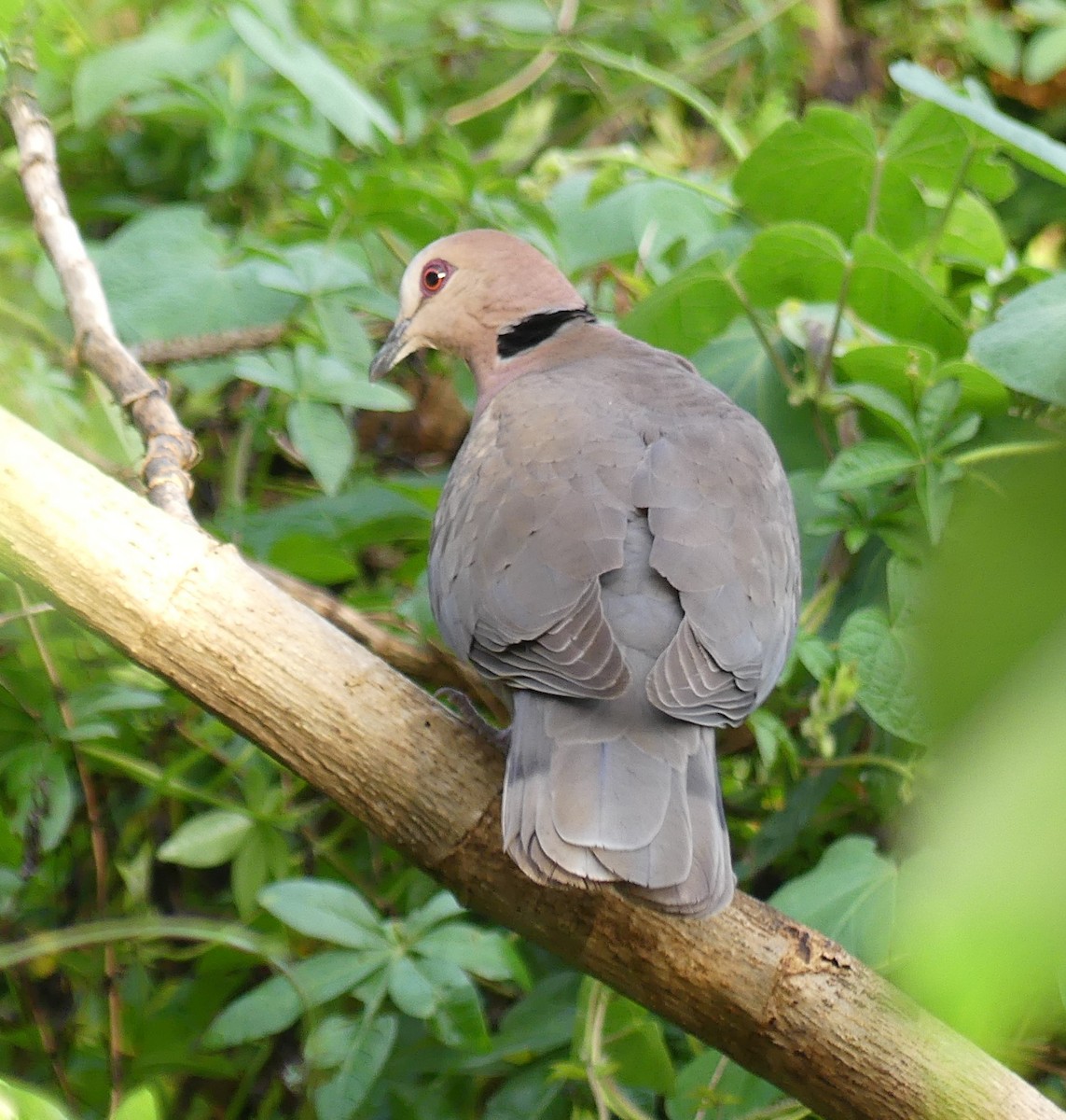 Red-eyed Dove - ML189436711