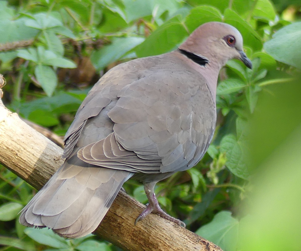 Red-eyed Dove - ML189436741