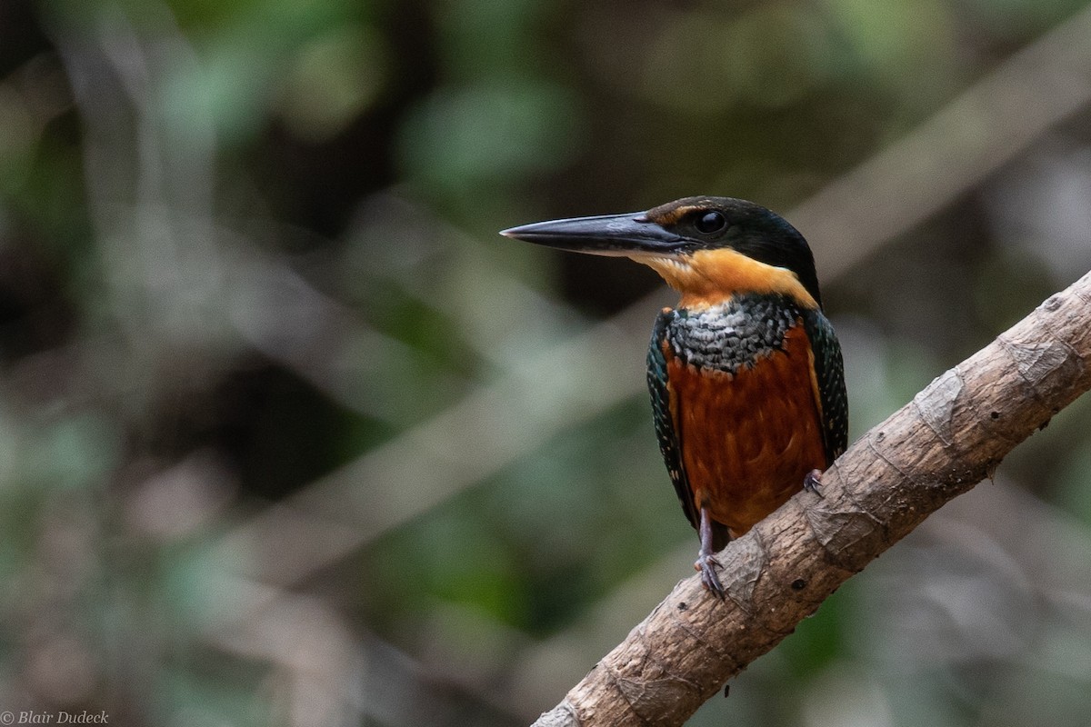 Green-and-rufous Kingfisher - ML189440591