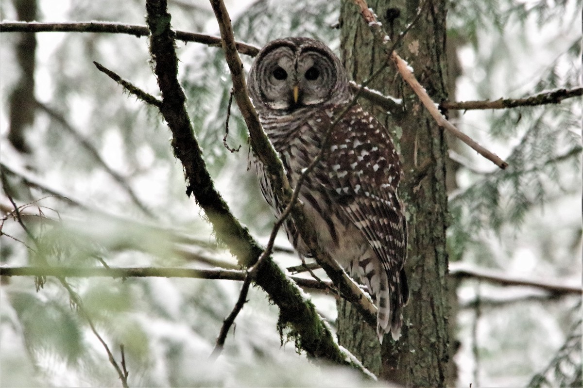 Barred Owl - Don Manson