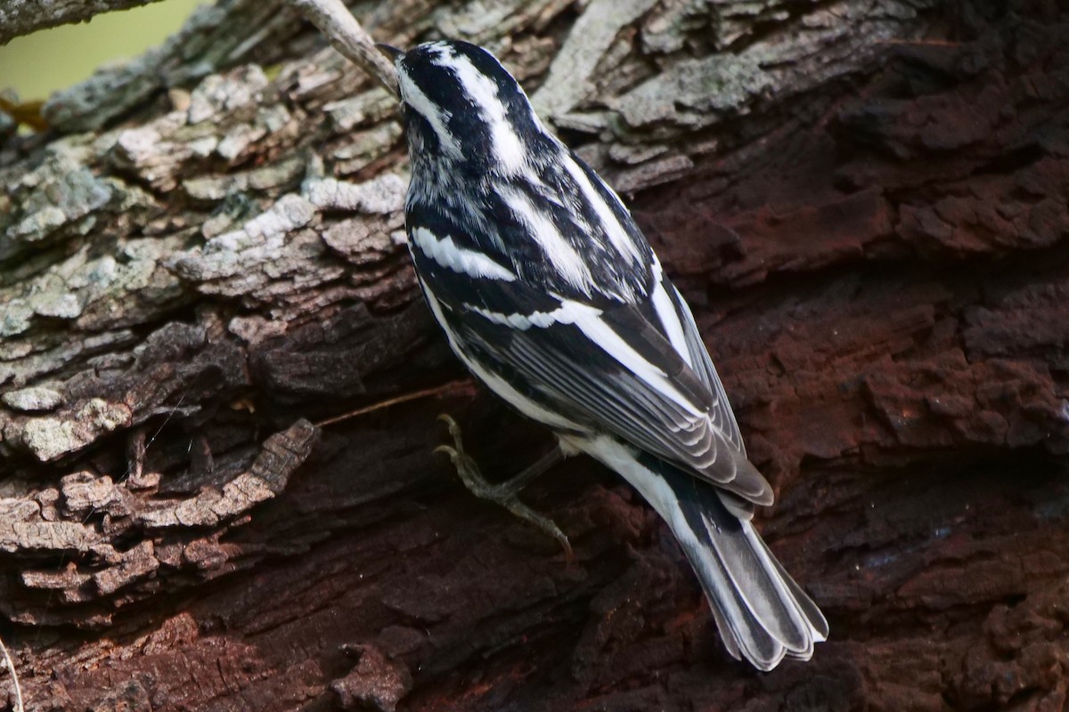 Black-and-white Warbler - ML189442731