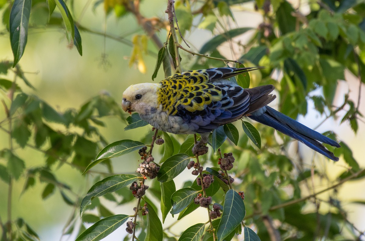 Pale-headed Rosella - ML189442921