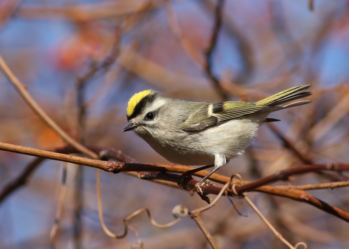 Golden-crowned Kinglet - Matthew Eckerson