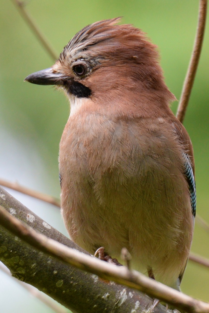 Eurasian Jay - ML189446321