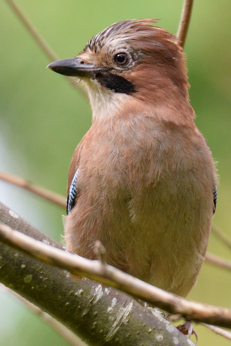 Eurasian Jay - ML189446331