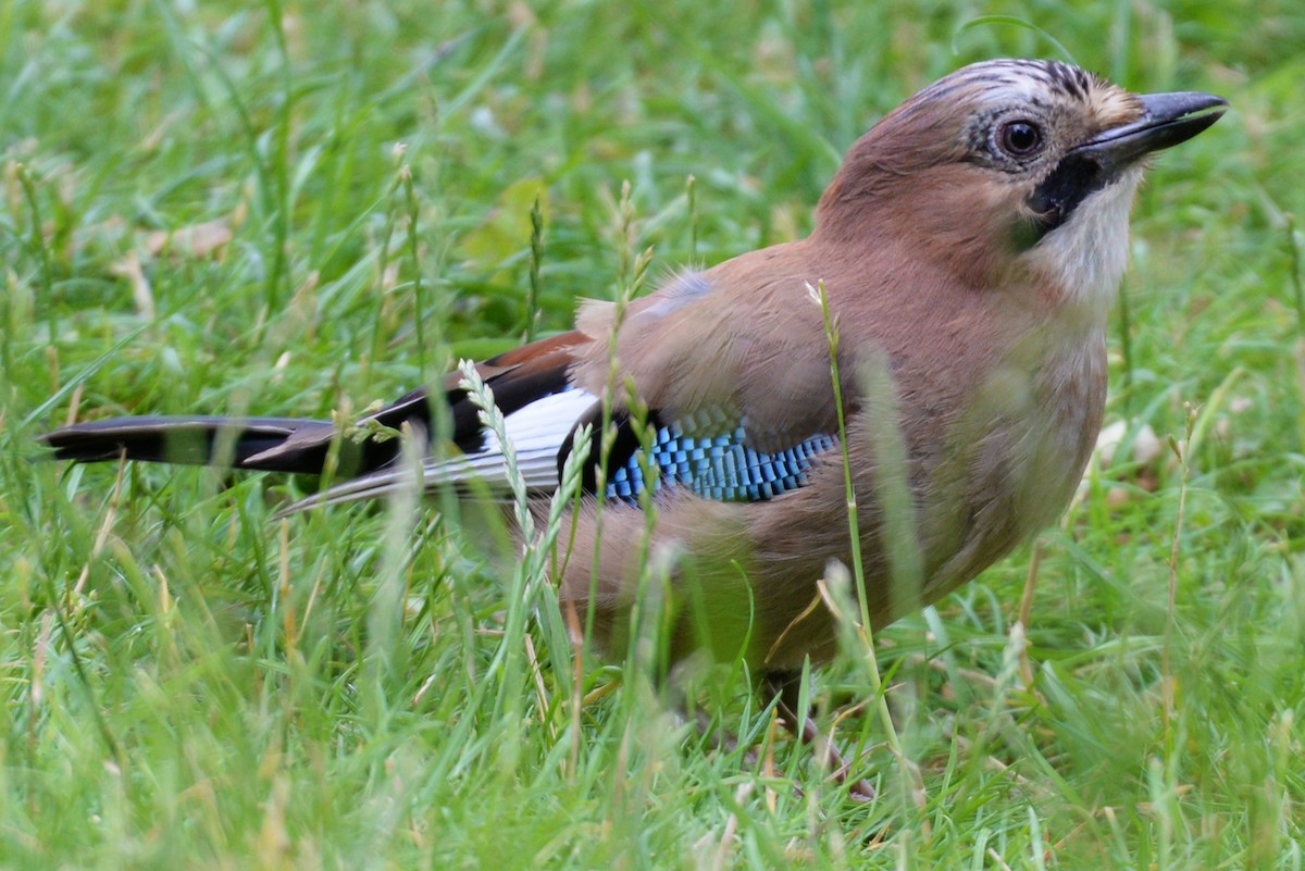 Eurasian Jay - ML189446441