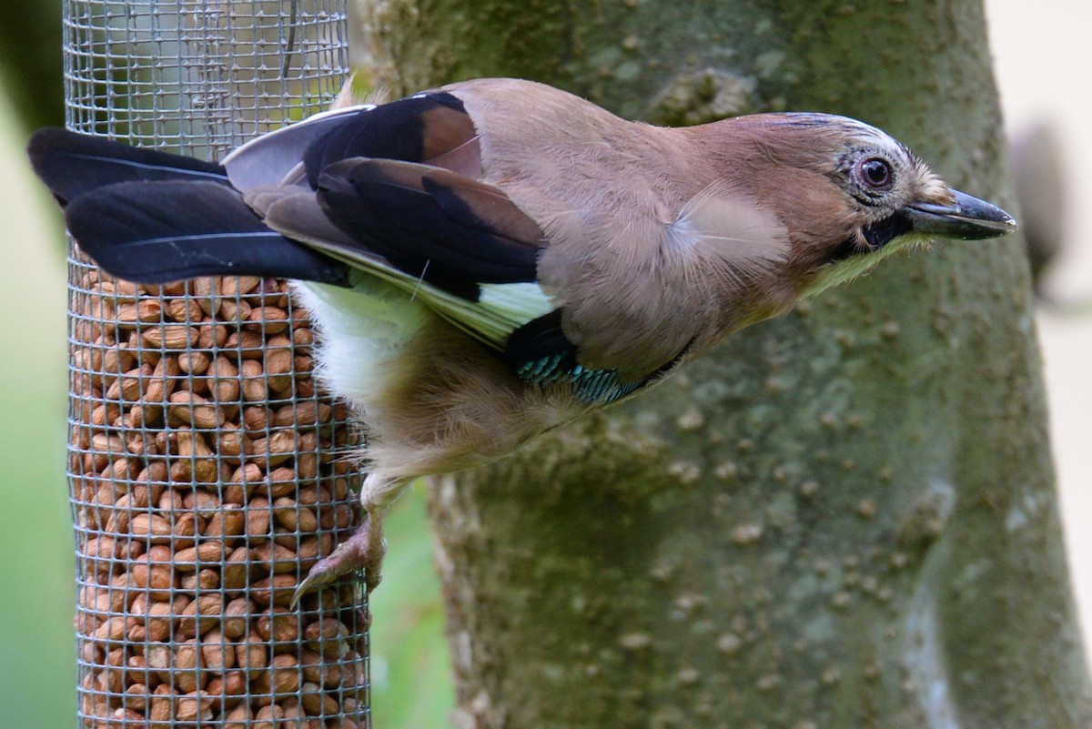 Eurasian Jay - ML189446481