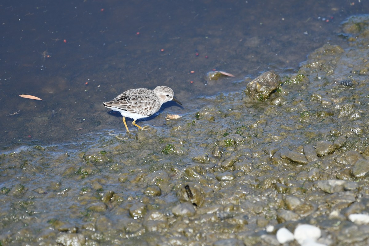 Least Sandpiper - william tyrer