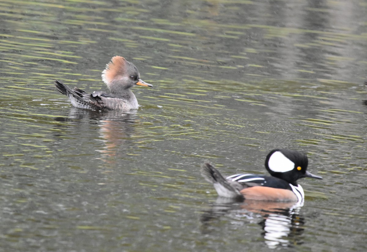 Hooded Merganser - ML189446951