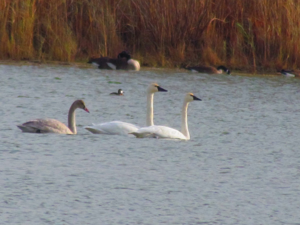 Tundra Swan - ML189447541
