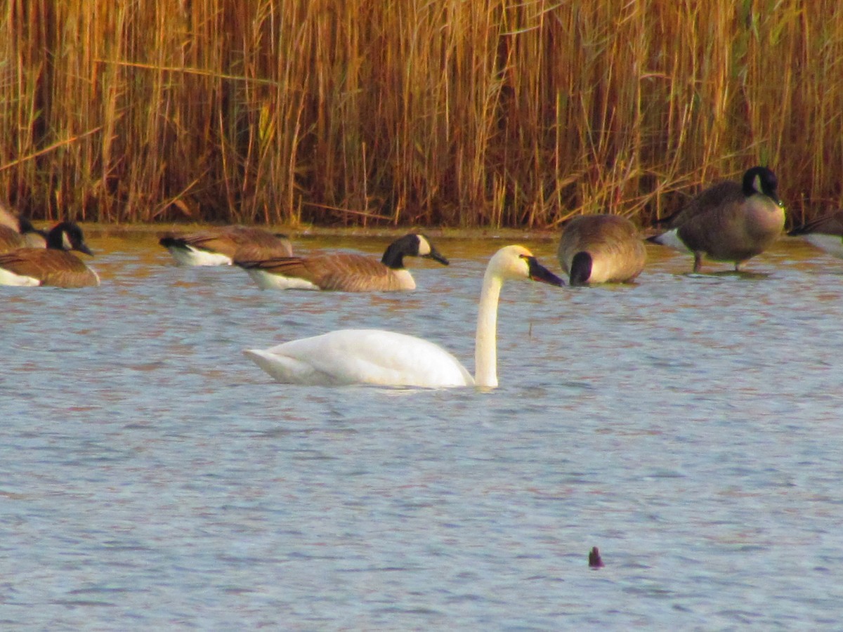 Tundra Swan - ML189447551