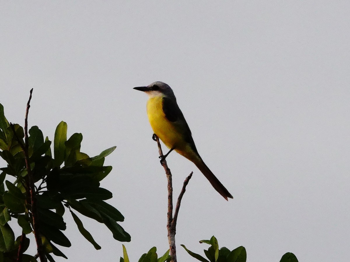 White-throated Kingbird - ML189448131