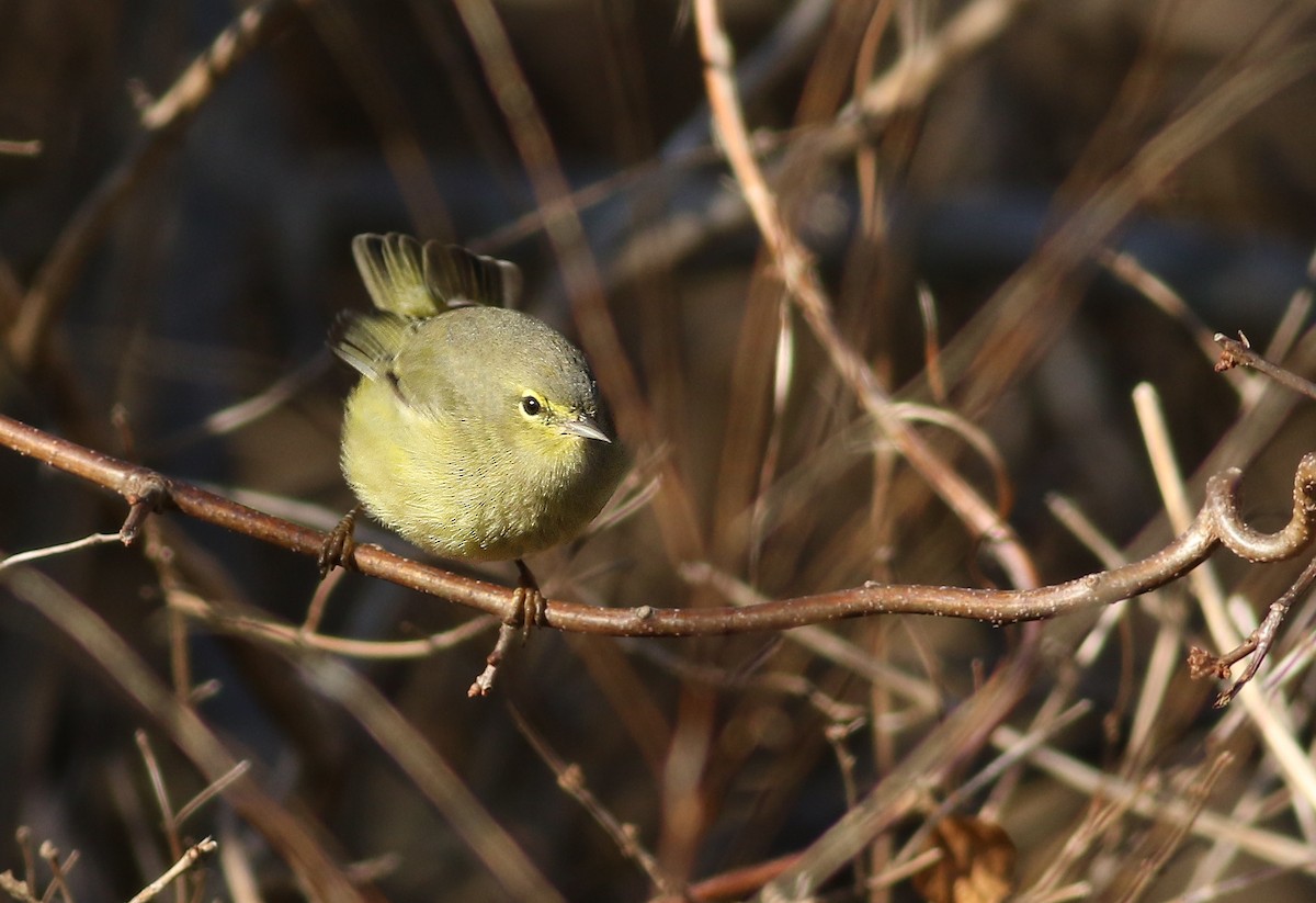 Orange-crowned Warbler (Gray-headed) - ML189450941