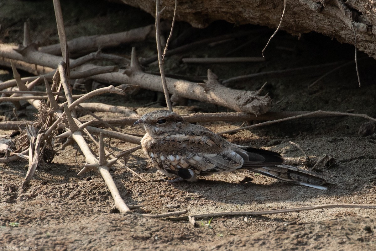 Ladder-tailed Nightjar - ML189451491