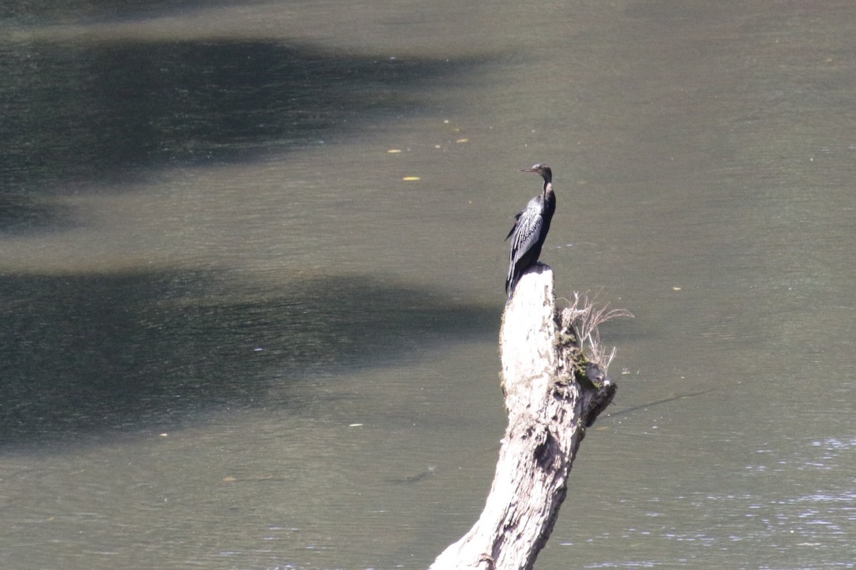 Anhinga d'Amérique - ML189463291