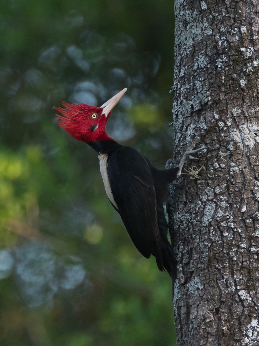 Cream-backed Woodpecker - Pablo Re