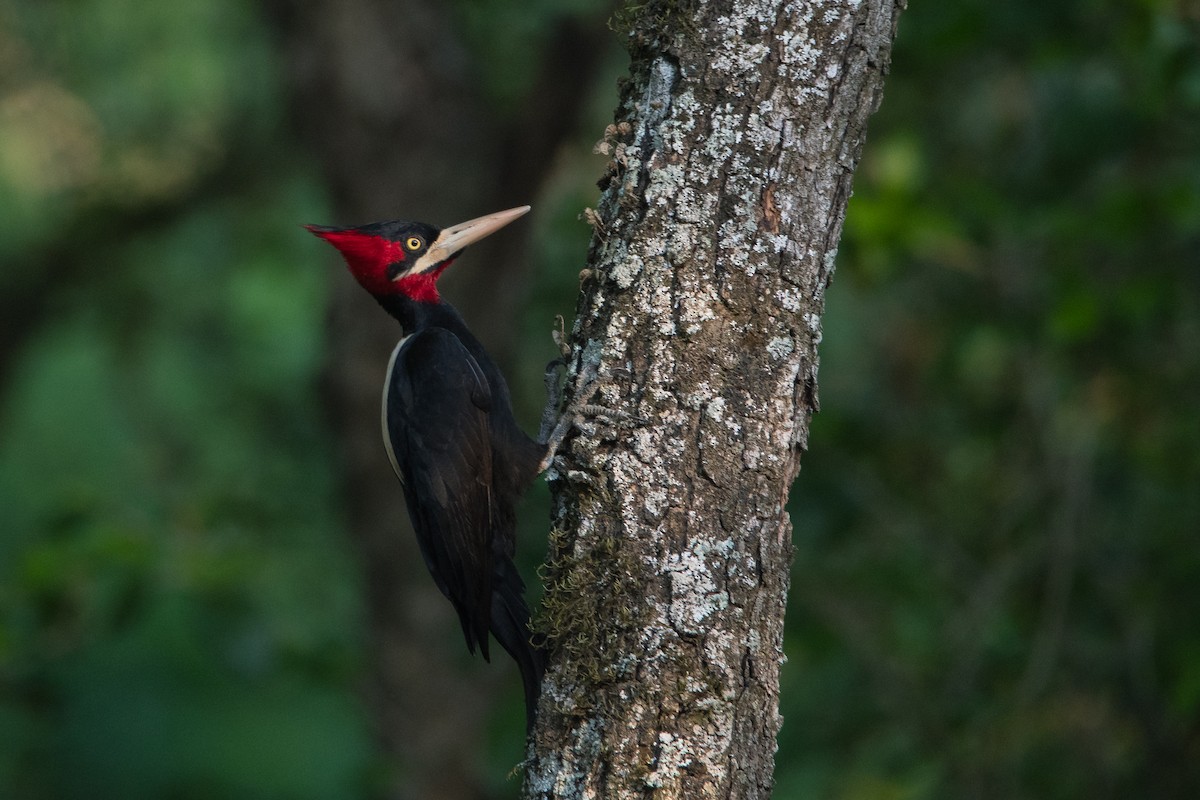 Cream-backed Woodpecker - Pablo Re