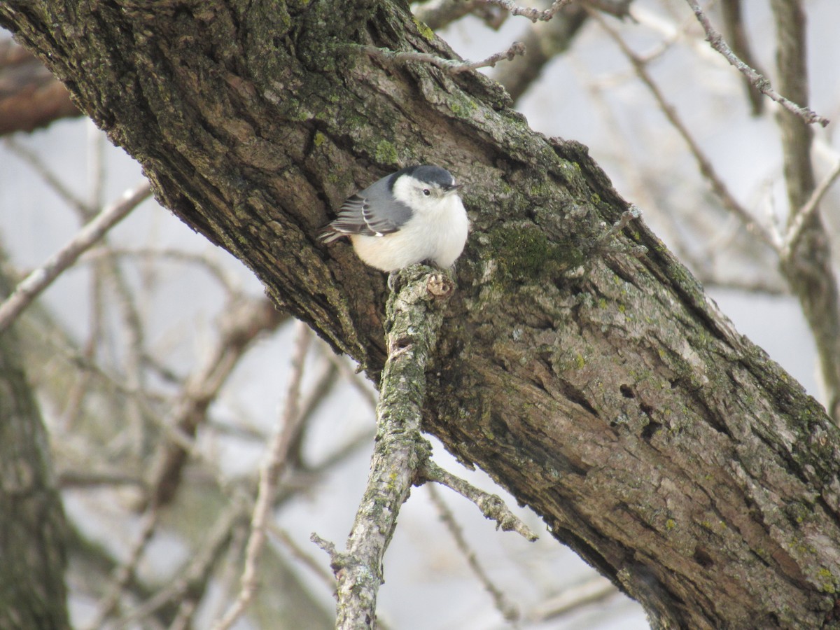 White-breasted Nuthatch - ML189465941