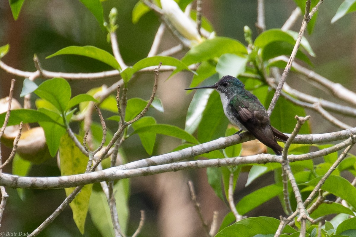 kolibřík andský - ML189466901