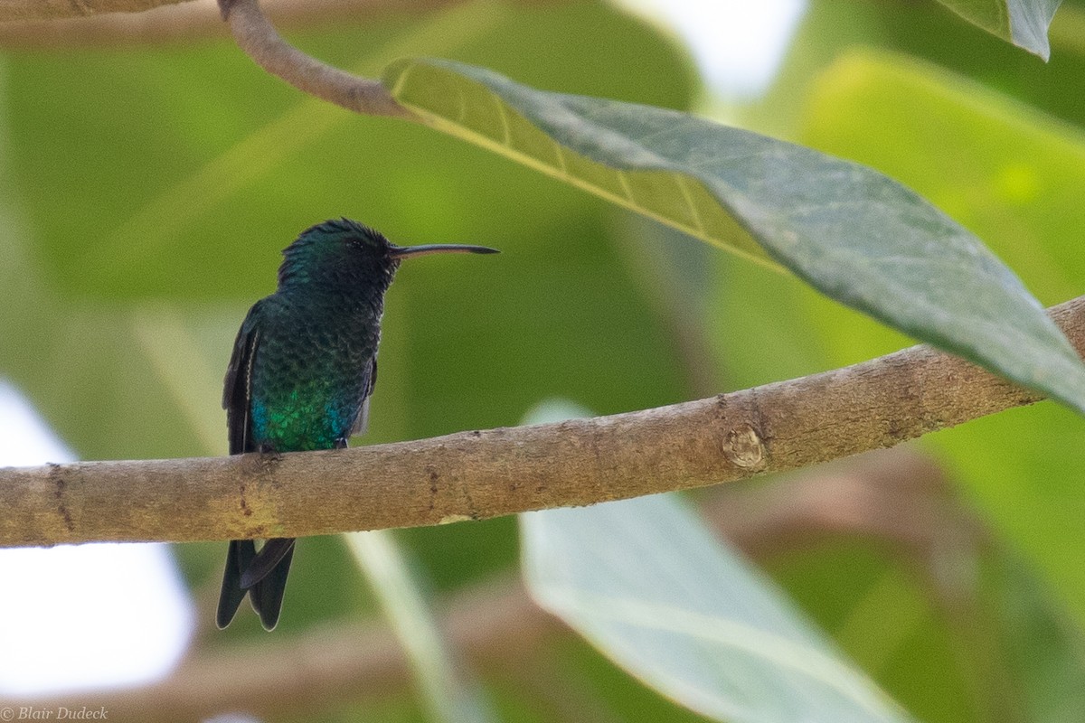 Shining-green Hummingbird - ML189467321