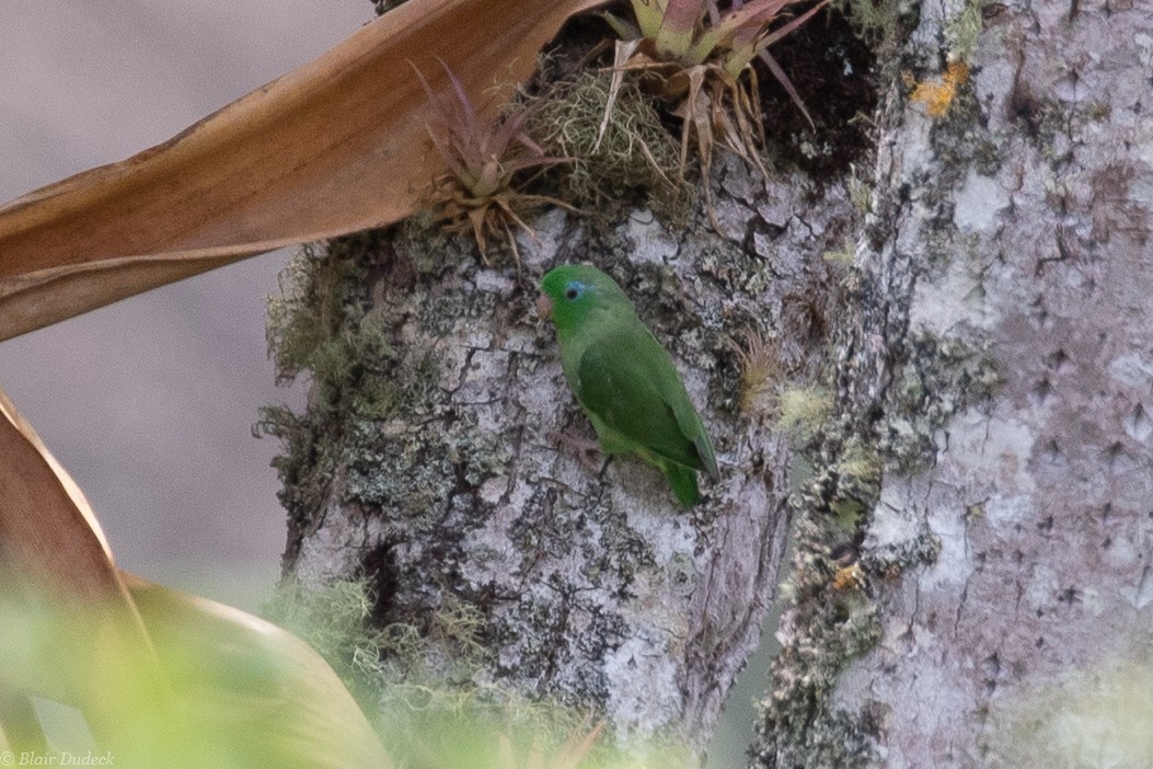 Spectacled Parrotlet - ML189468031