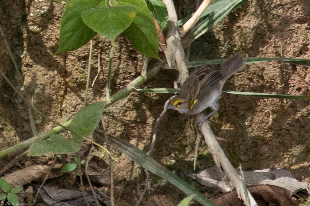 Yellow-browed Sparrow - ML189470311