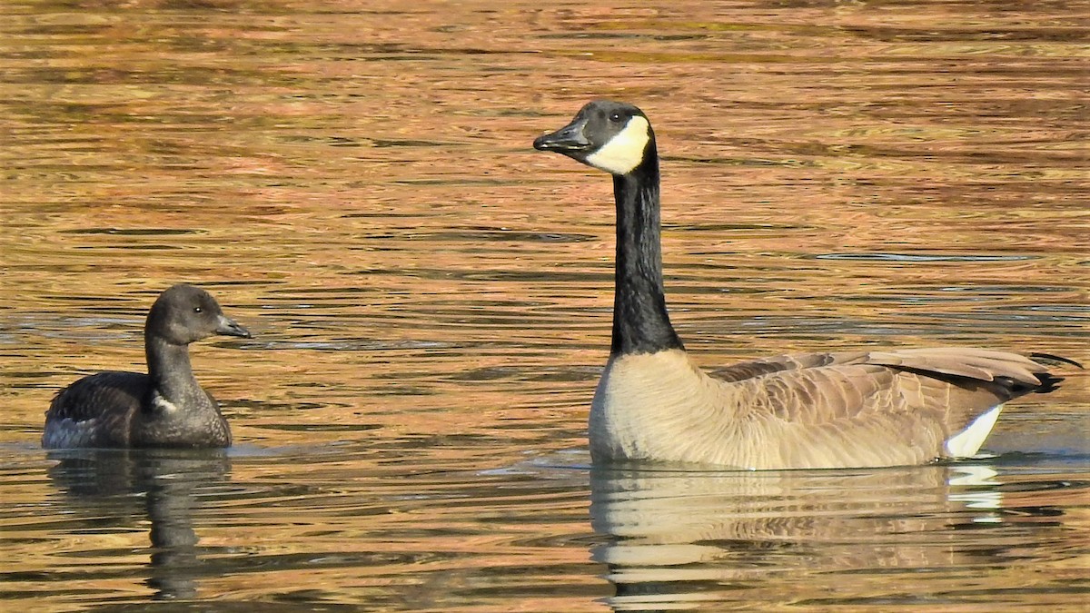 Brant - ML189471361