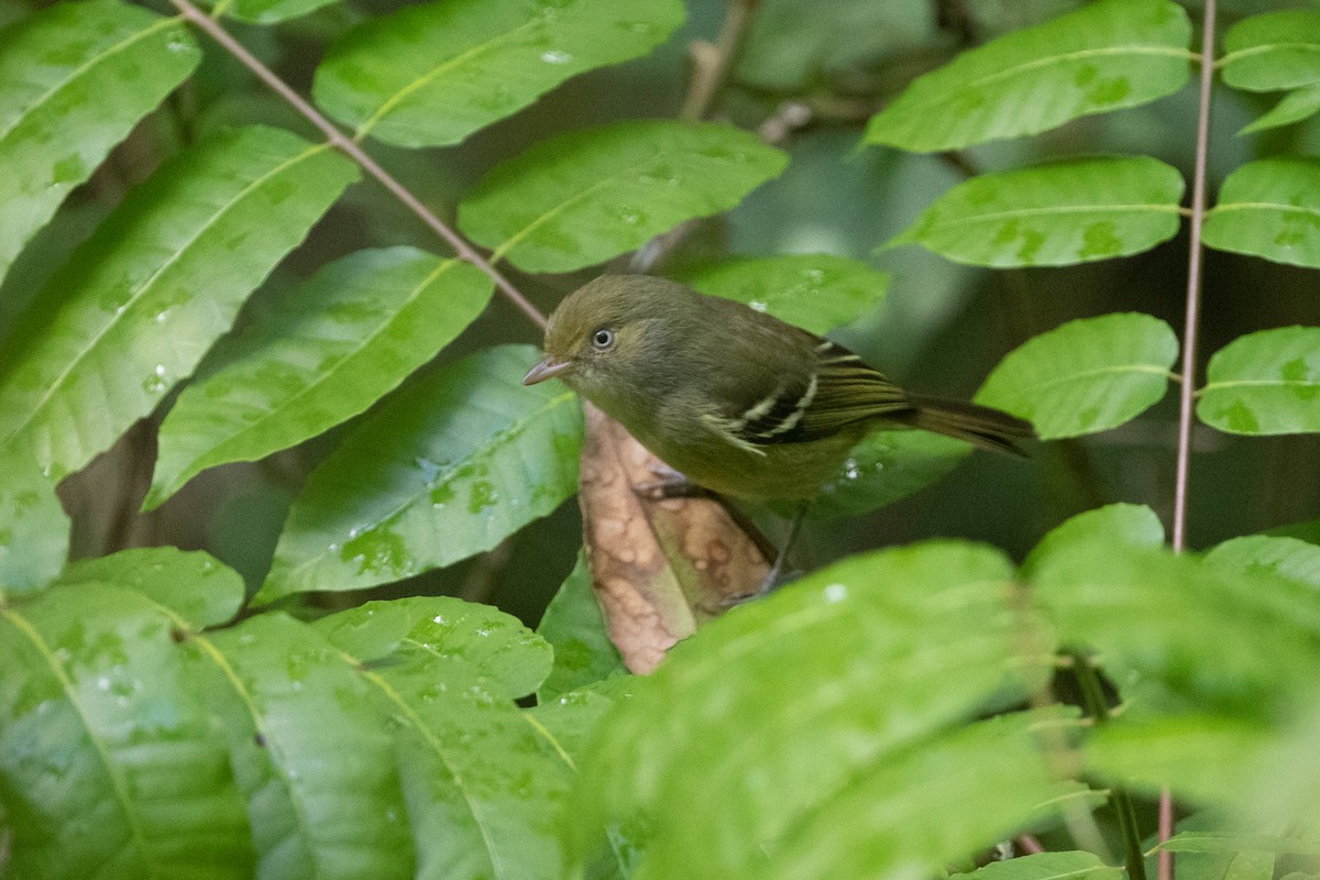 Vireo Jamaicano - ML189472441