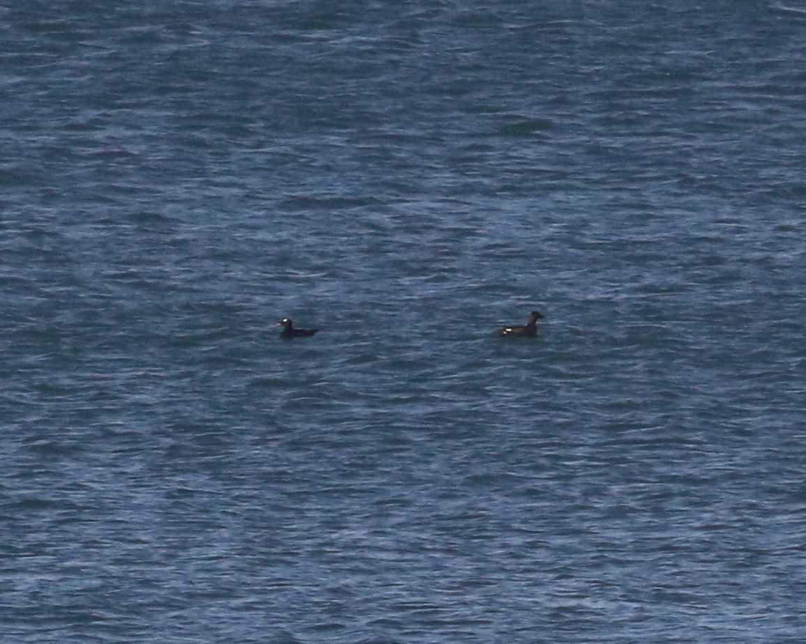 White-winged Scoter - Pair of Wing-Nuts