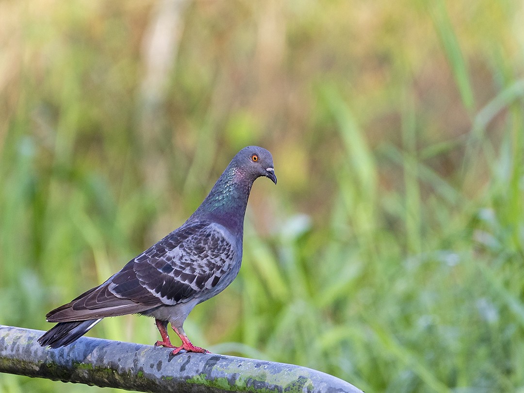 Rock Pigeon (Feral Pigeon) - ML189473431