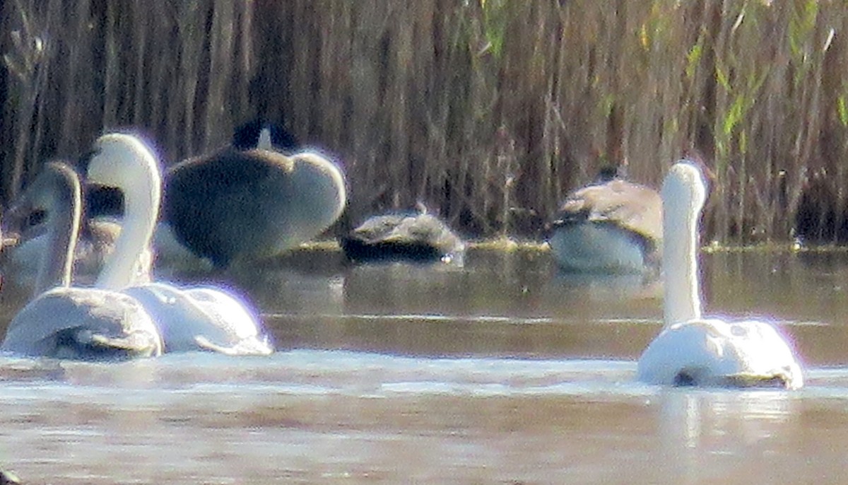 Tundra Swan - ML189476431