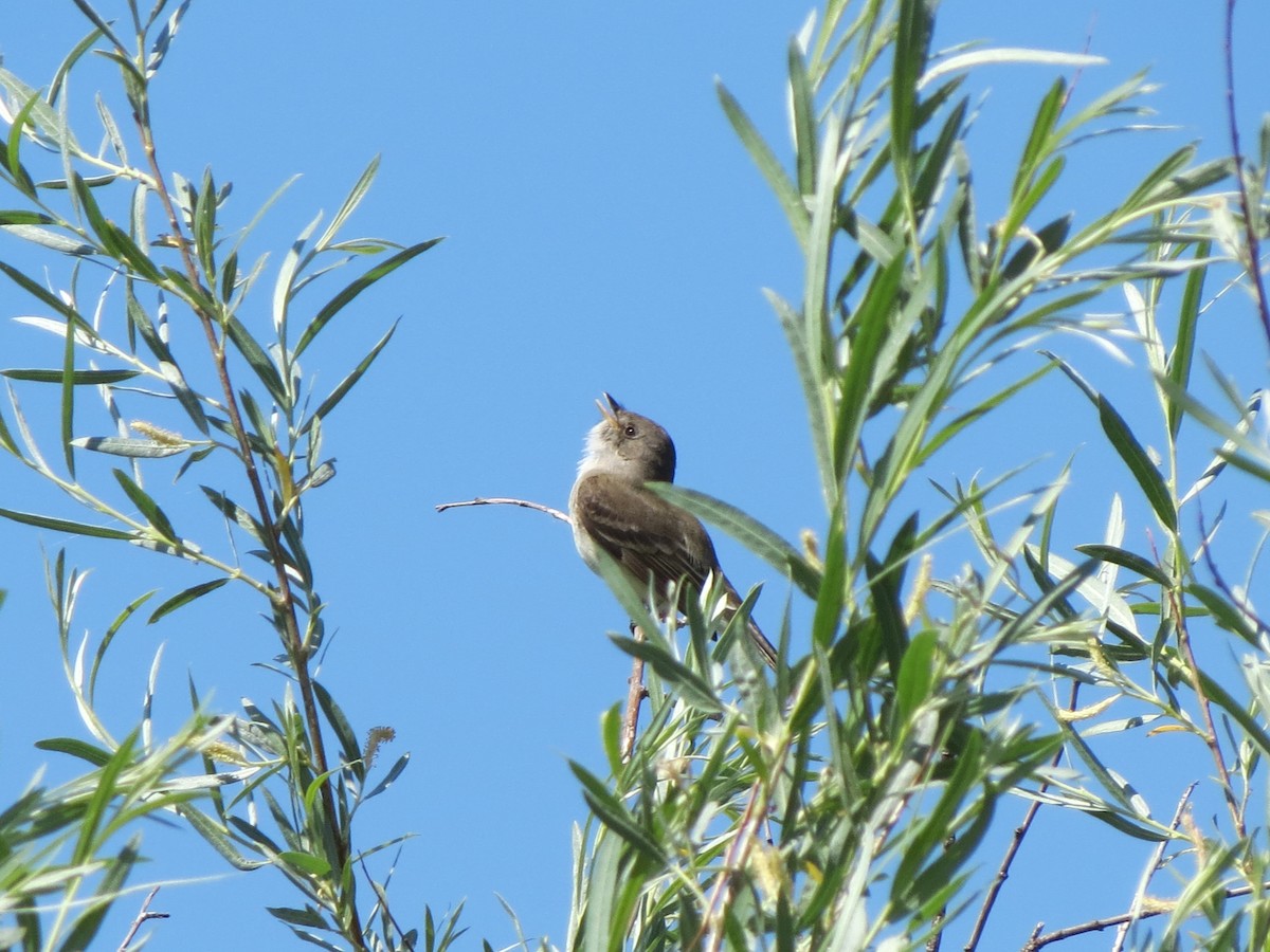 Willow Flycatcher - ML189477821